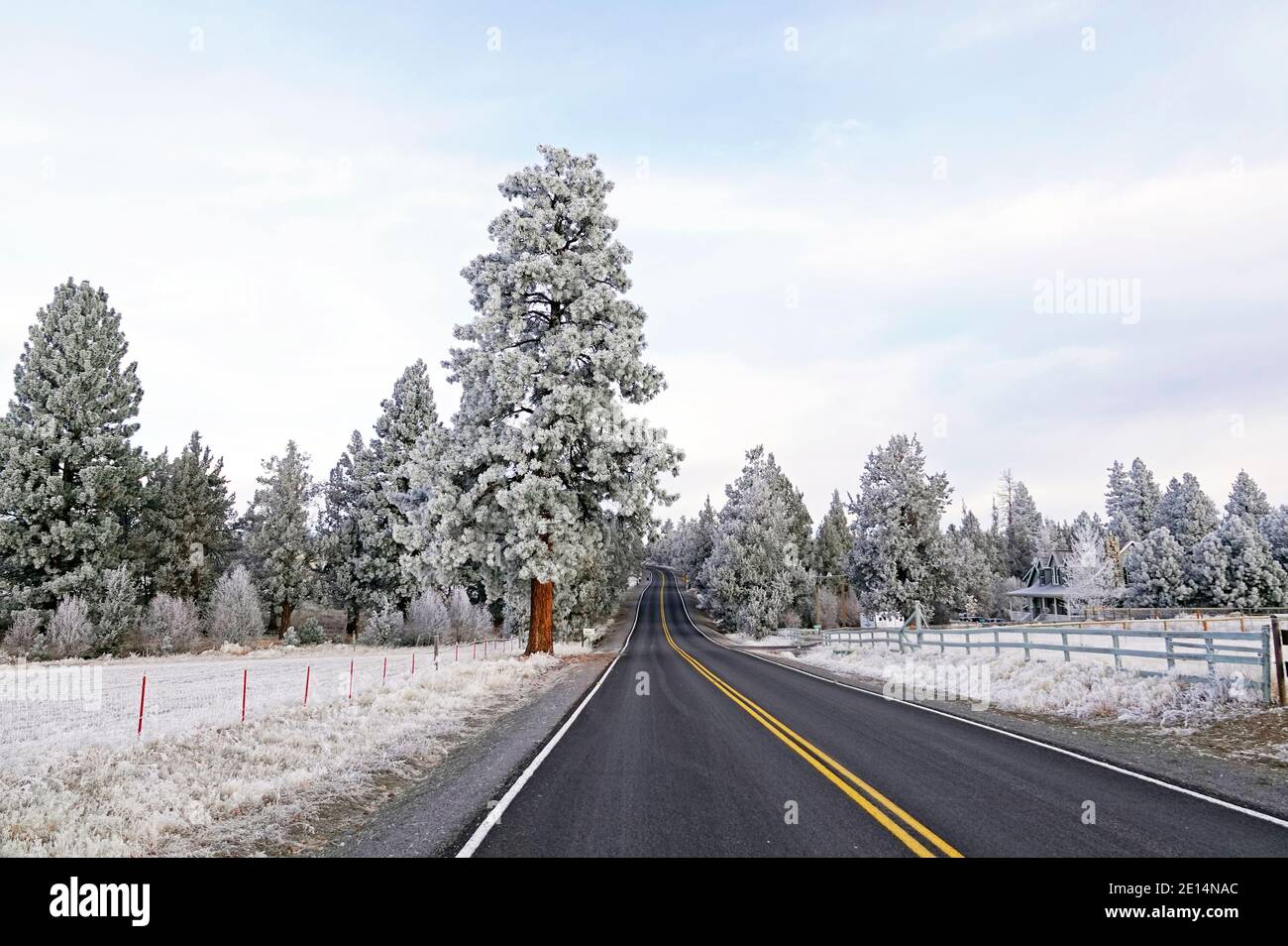 Un pin ponderosa recouvert de glace d'un brouillard glacial se dresse le long d'une ruelle de campagne près d'un champ de ferme à Bend, Oregon. Banque D'Images
