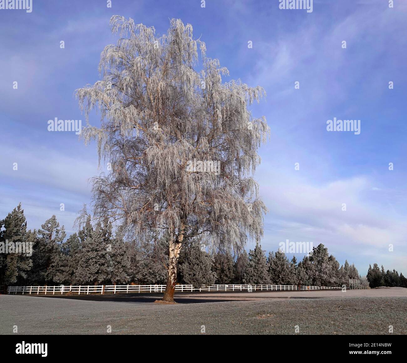Un bouleau recouvert de glace provenant d'un brouillard givrant se dresse près d'une clôture en rail blanc dans un parc du centre de l'Oregon. Banque D'Images