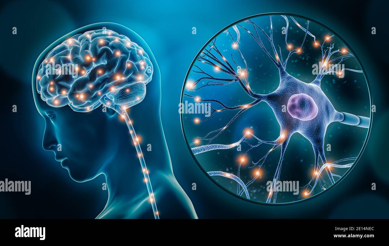 Connexions neuronales Banque de photographies et d’images à haute résolution - Alamy