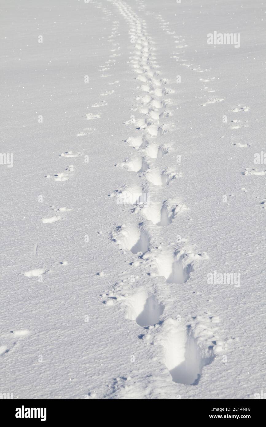 Avec l'aide des bâtons de ski, UN seul randonneur a piqué À travers la neige profonde intacte Banque D'Images