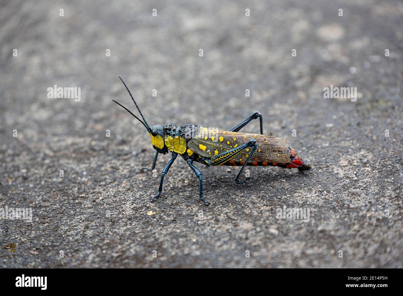 Aularches Grasshopper (Aularches miliaris) Banque D'Images