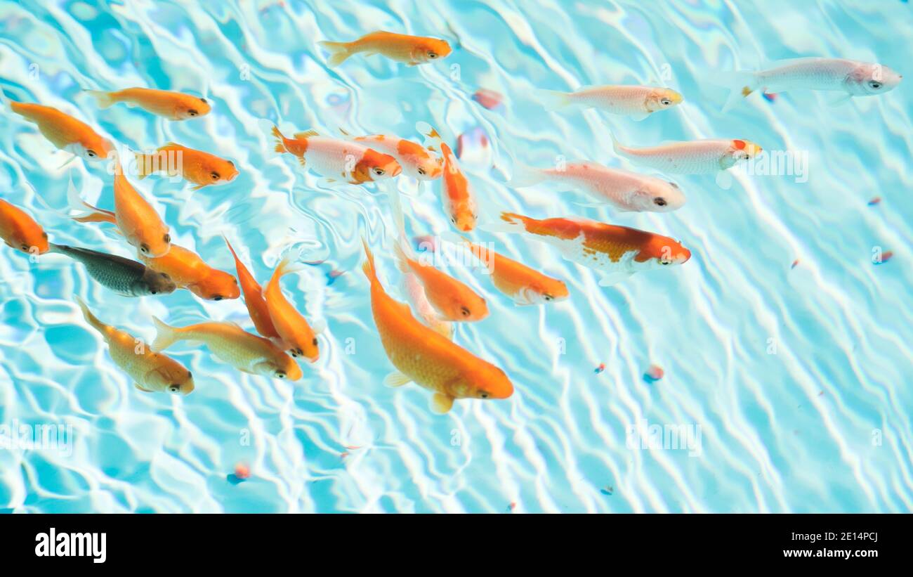 Poissons d'or dans l'étang bleu ciel de près Banque D'Images