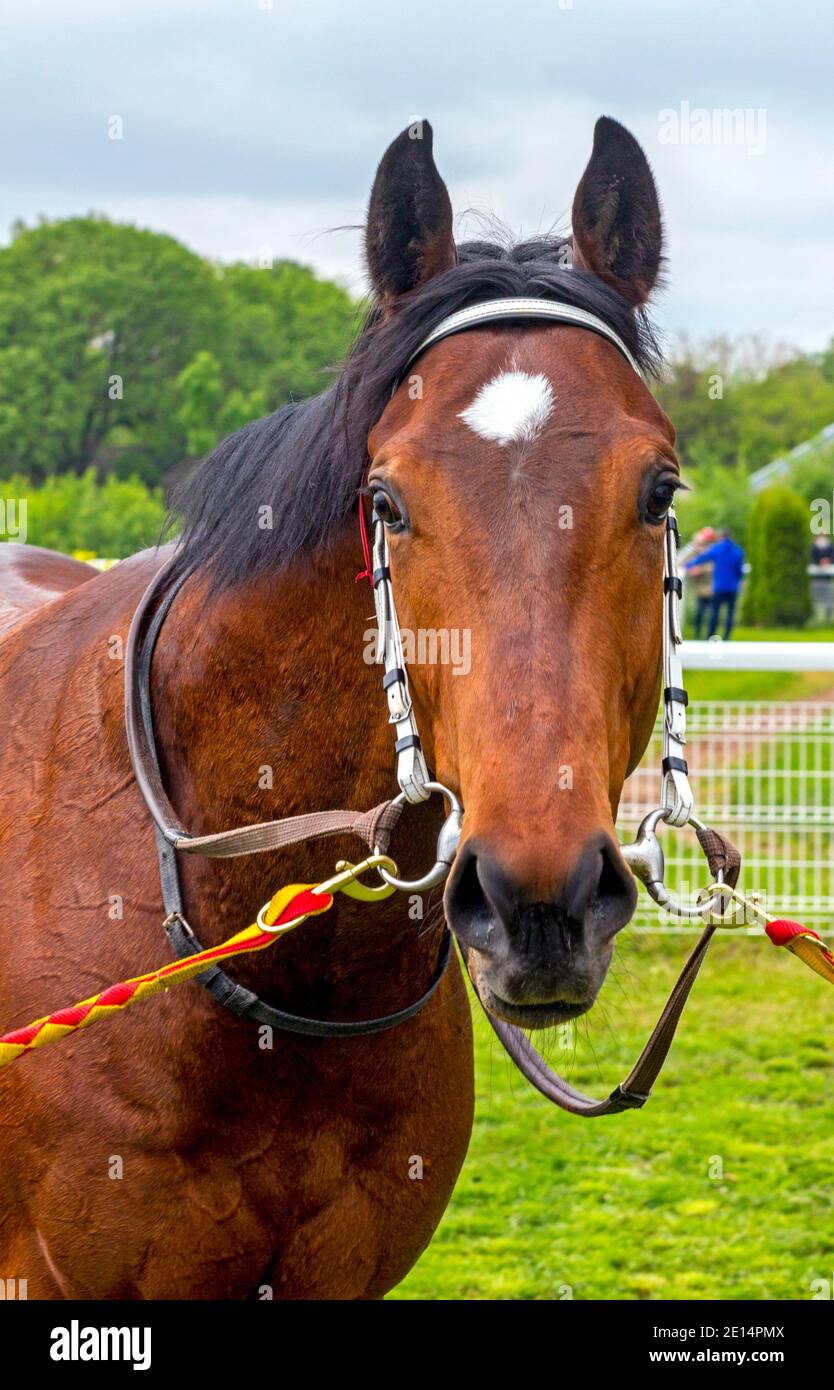 Portrait d'un cheval brun pur-sang avant la course. Banque D'Images