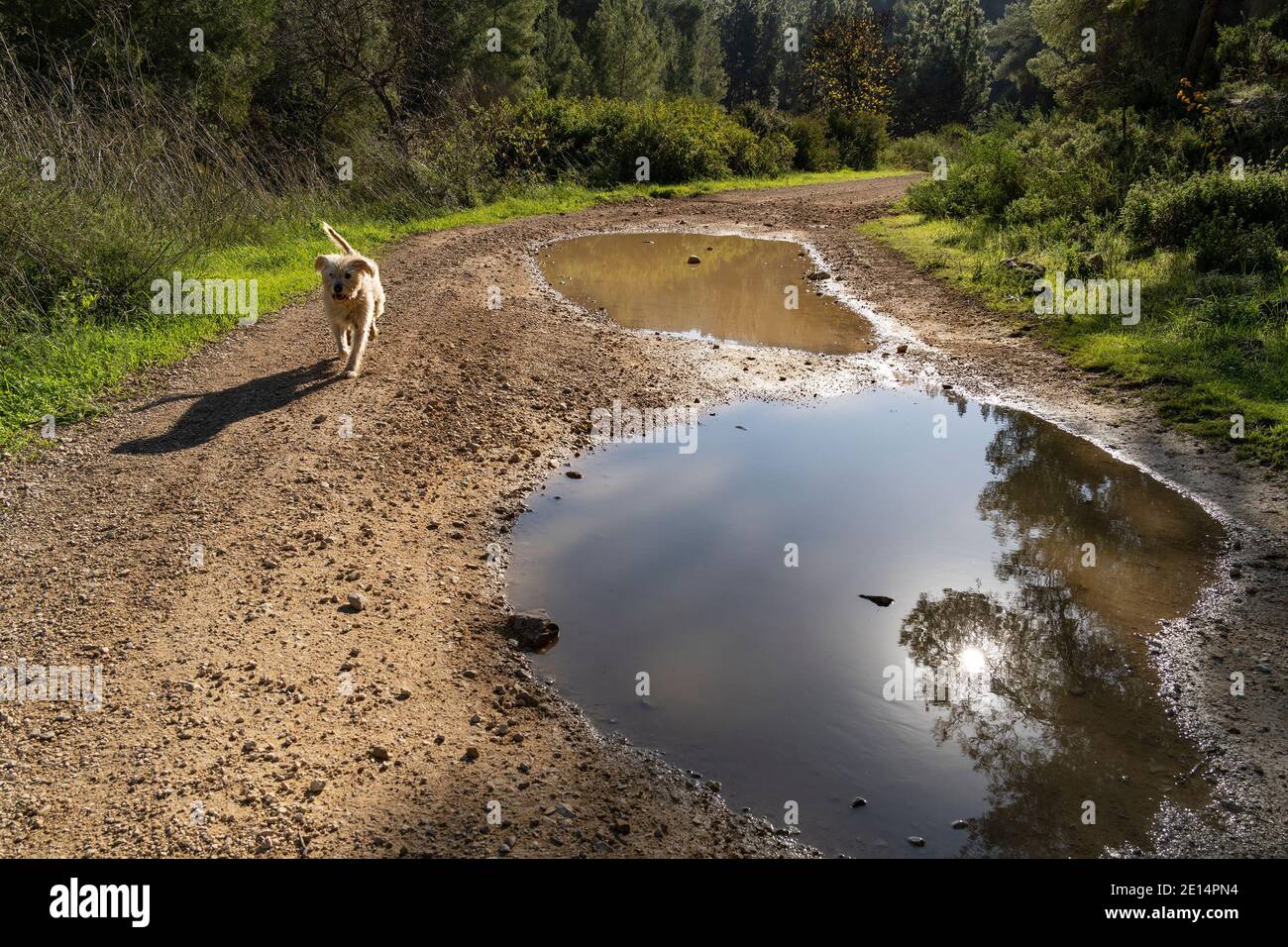 Un demi-chien doré marchant sur un chemin forestier par une belle journée d'hiver, évitant ainsi les flaques sur le chemin. Banque D'Images