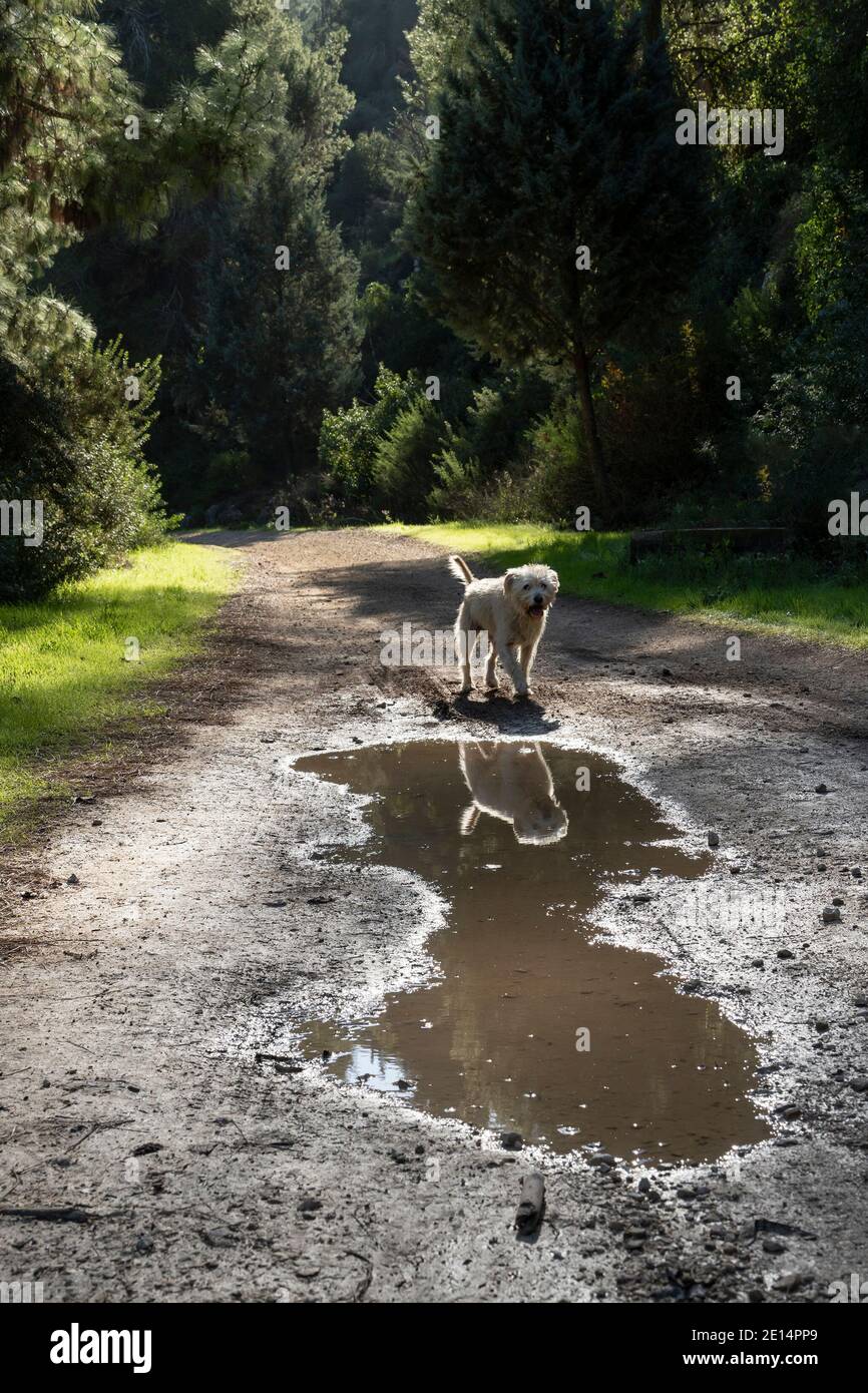 Un demi-chien doré marchant sur un chemin forestier par une belle journée d'hiver, se reflétant dans les flaques en chemin. Banque D'Images