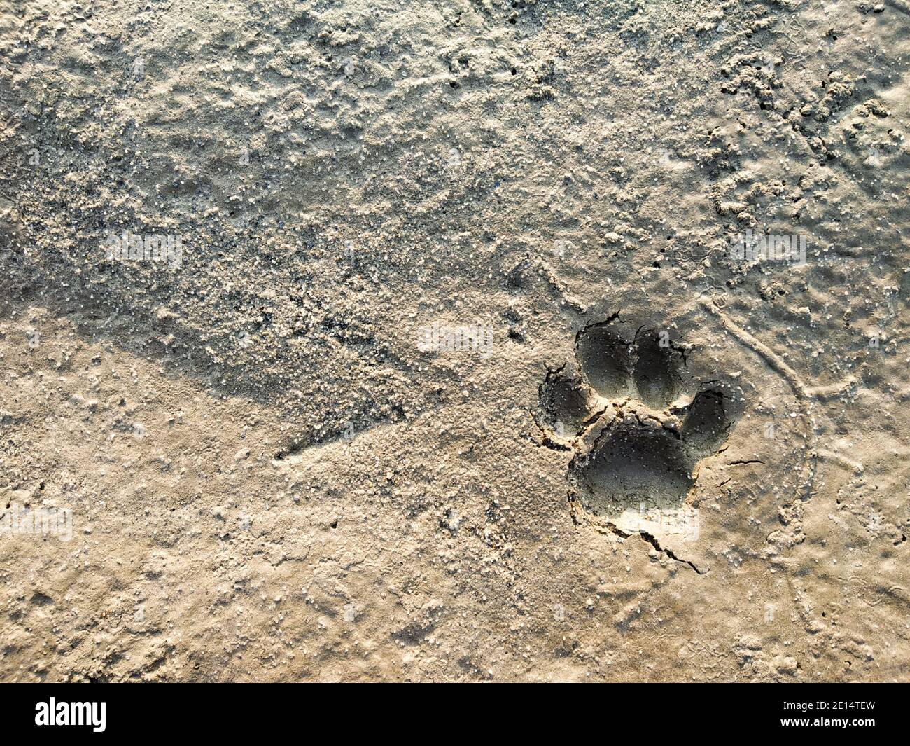 empreinte de patte de tigre ou de patte de tigre ou empreintes d'animaux sur le sol de la plage. empreintes fraîches d'animaux sur le bord de la rivière. Banque D'Images