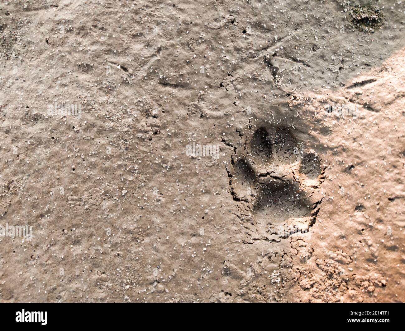 empreinte de patte de tigre ou de patte de tigre ou empreintes d'animaux sur le sol de la plage. empreintes fraîches d'animaux sur le bord de la rivière. Banque D'Images