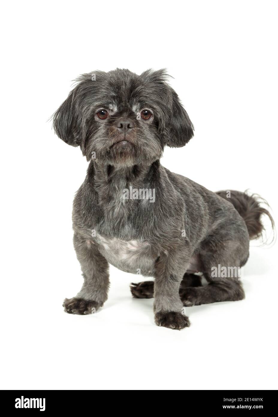 Photo en studio du chien Shih-Tzu sur fond blanc Banque D'Images