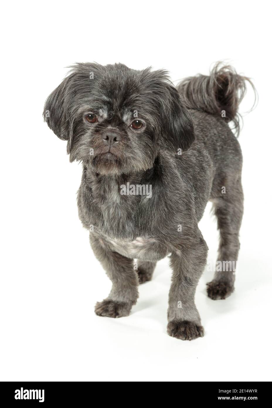 Photo en studio du chien Shih-Tzu sur fond blanc Banque D'Images