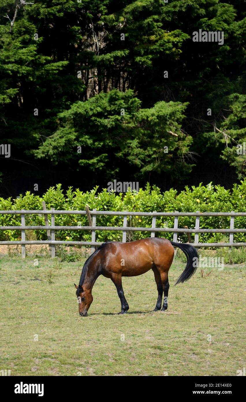 Le pâturage de chevaux dans un champ, Kent, Angleterre Banque D'Images