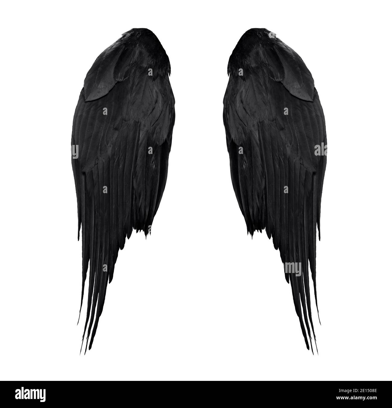 deux véritables ailes d'ange noires avec de grandes plumes isolées sur fond blanc, gros plan Banque D'Images