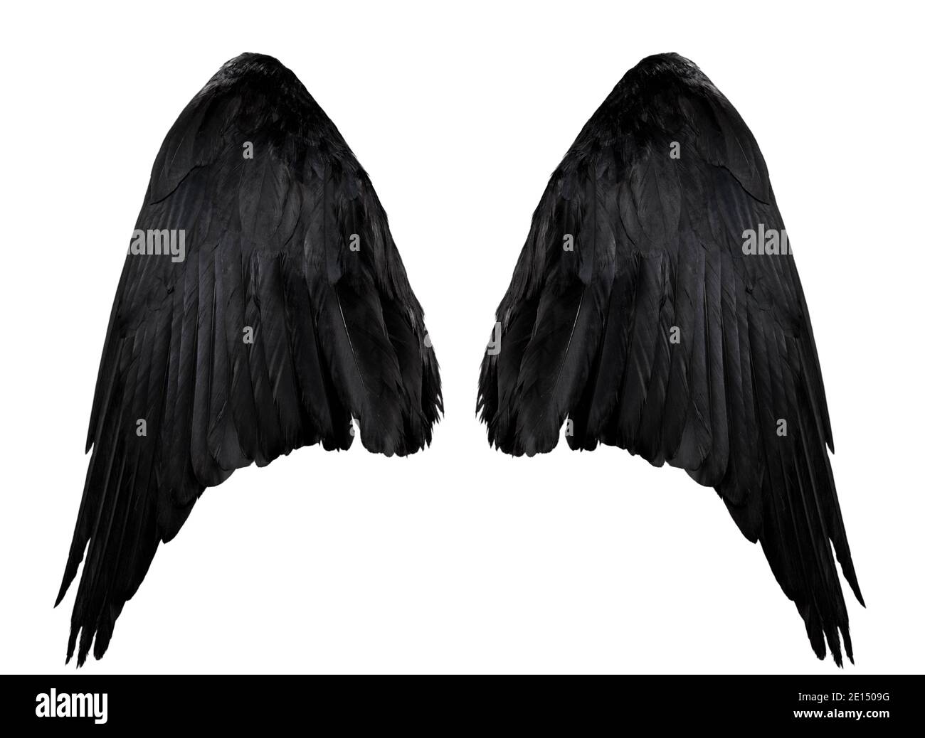 deux grandes ailes de corbeau noir avec de grandes plumes isolées sur fond blanc, se rapprochez Banque D'Images