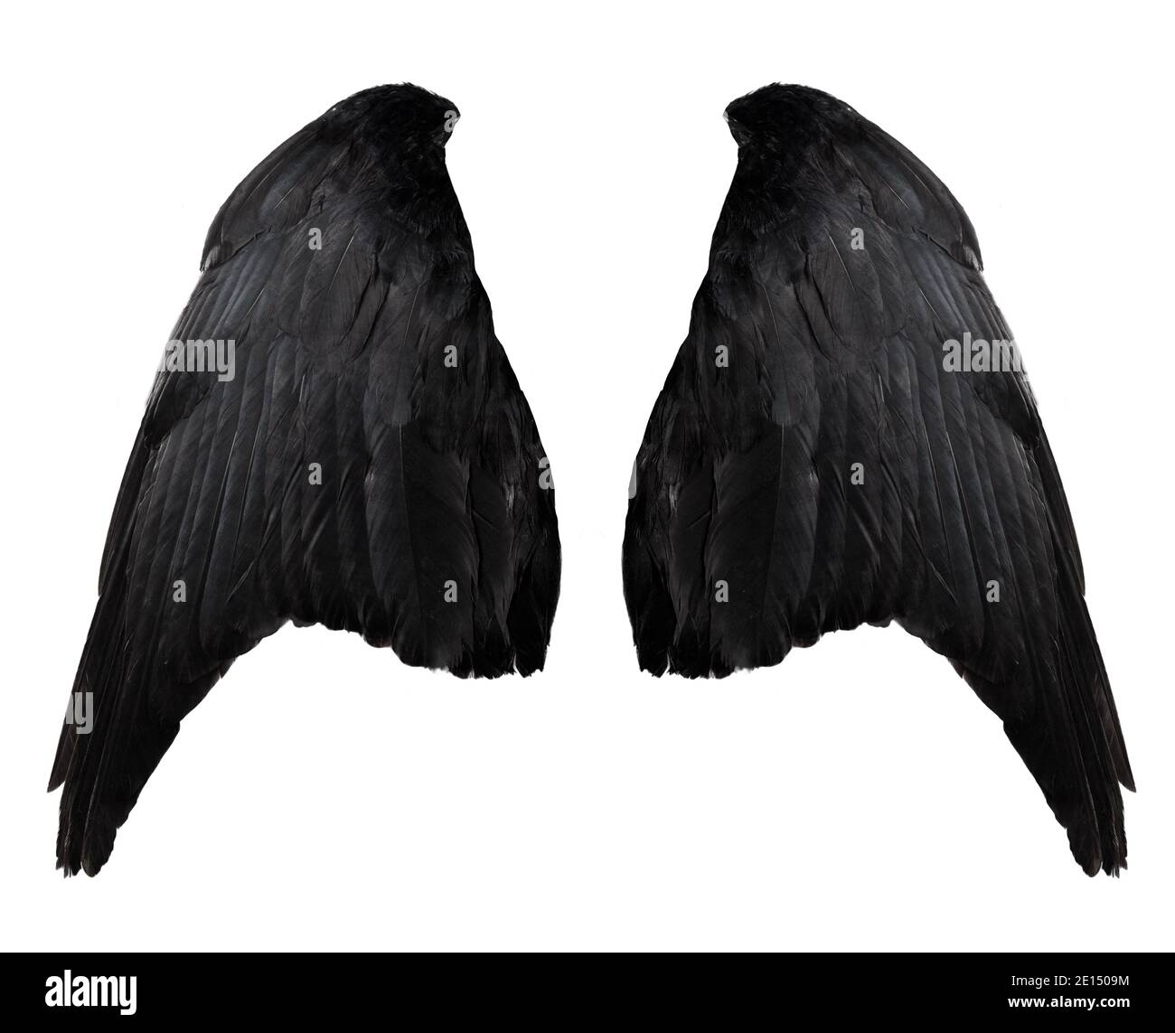 deux grandes ailes de corbeau noir avec de grandes plumes isolées sur fond blanc, se rapprochez Banque D'Images