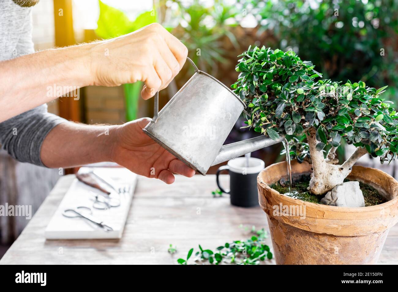 Man bonsa arrosage quitte Photo Stock - Alamy