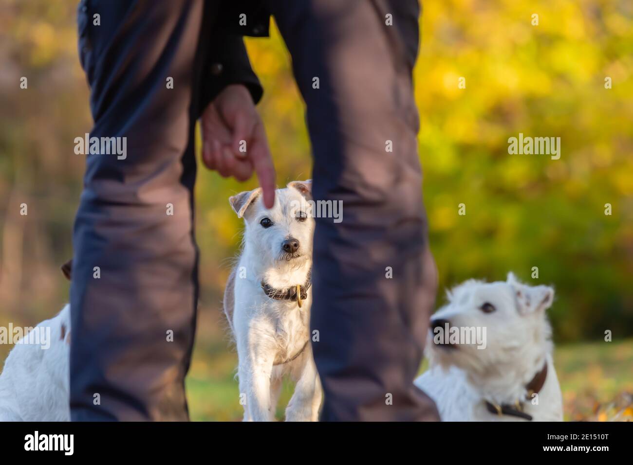 L'homme donne un commandement à ses chiens Parson Russell Terrier avec un signe à la main Banque D'Images