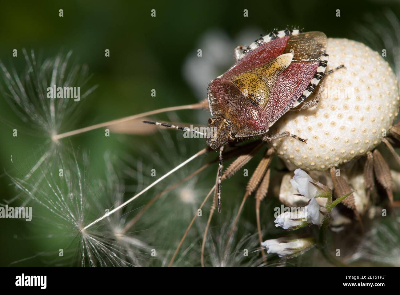 insecte parent sur une fleur de pissenlit Banque D'Images