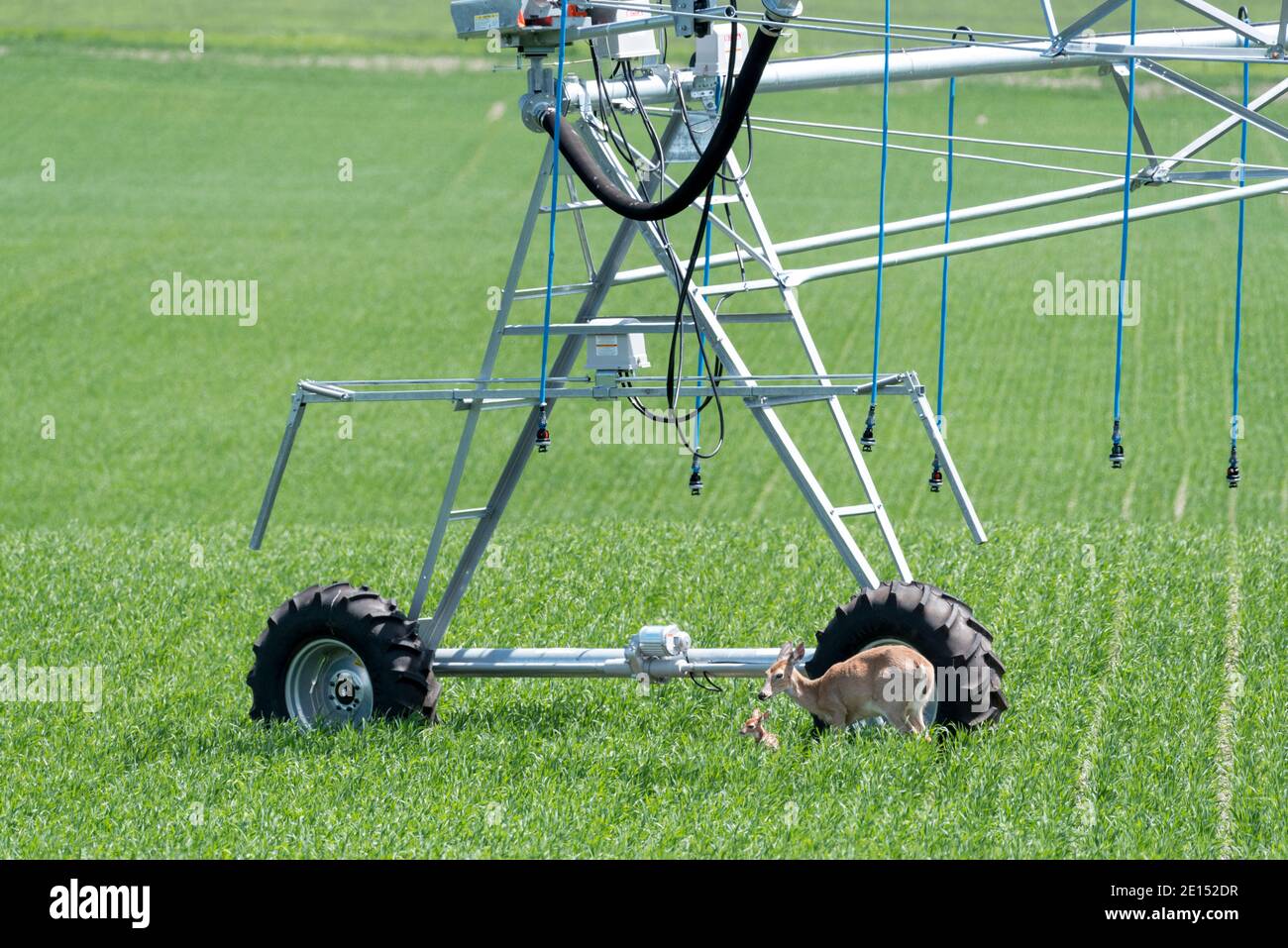 Doe et fauve dans un champ de ferme dans la vallée de Wallowa en Oregon. Banque D'Images