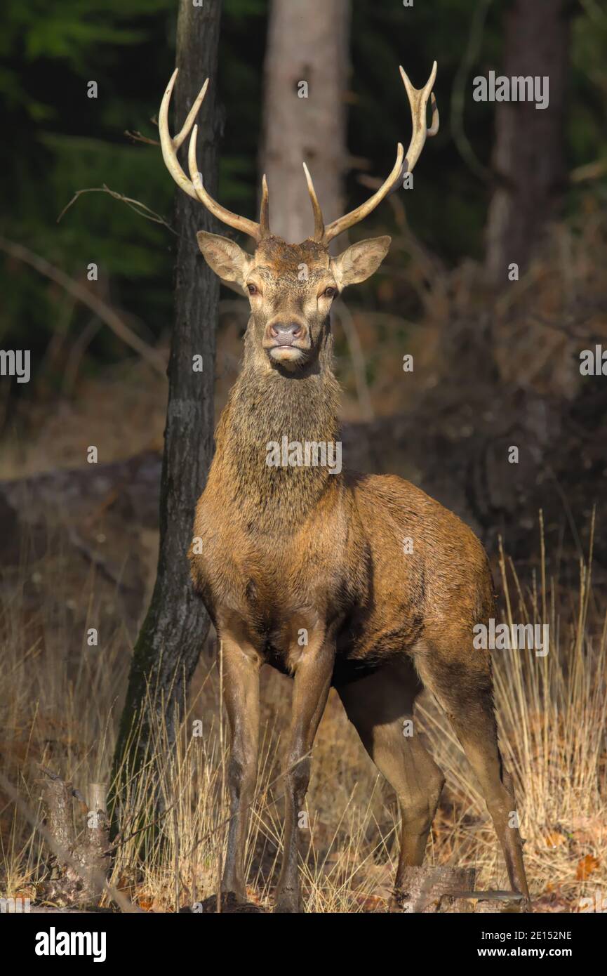 Jeune Red Deer Stag, Cervus elaphus, avec Antlers Standing Alert face à la caméra au soleil. New Forest Royaume-Uni Banque D'Images