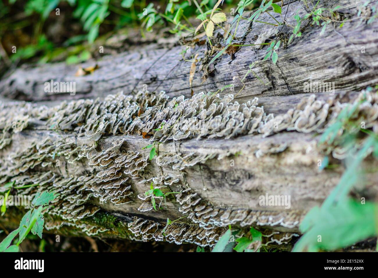 Gros plan de champignons de parenthèse poussant sur un tronc d'arbre déchu en décomposition dans une forêt, mettant en évidence les textures naturelles et la décomposition des bois Banque D'Images