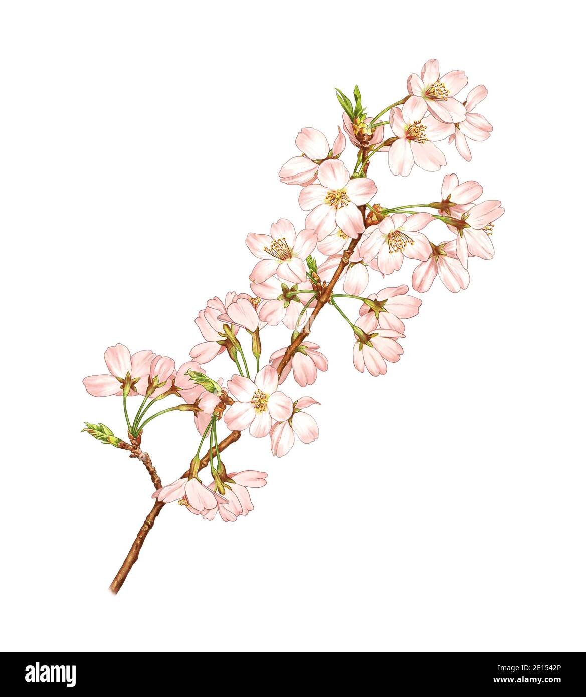 une illustration détaillée des cerisiers en fleurs Banque D'Images