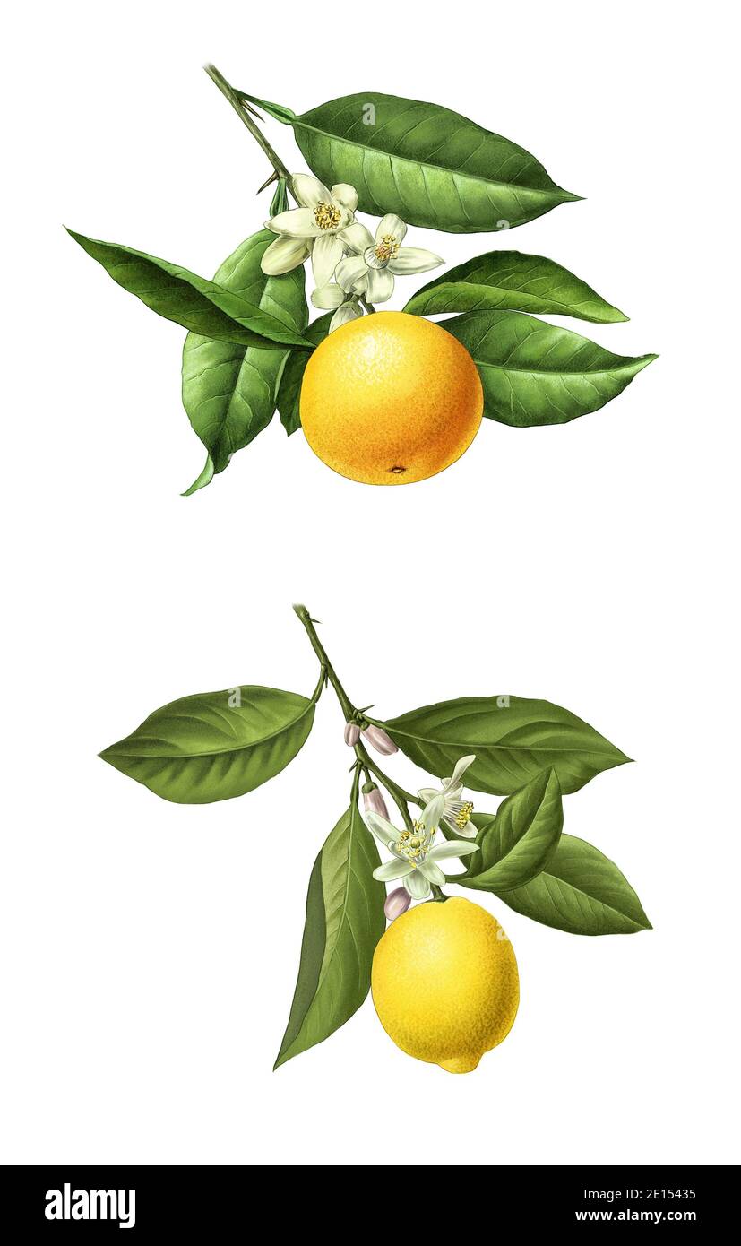 une illustration détaillée des oranges et citrons Banque D'Images