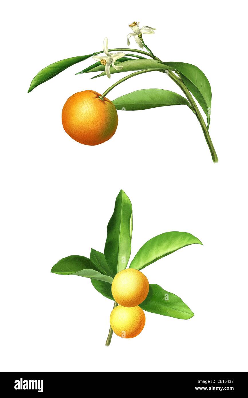 illustration détaillée des tangerines Banque D'Images