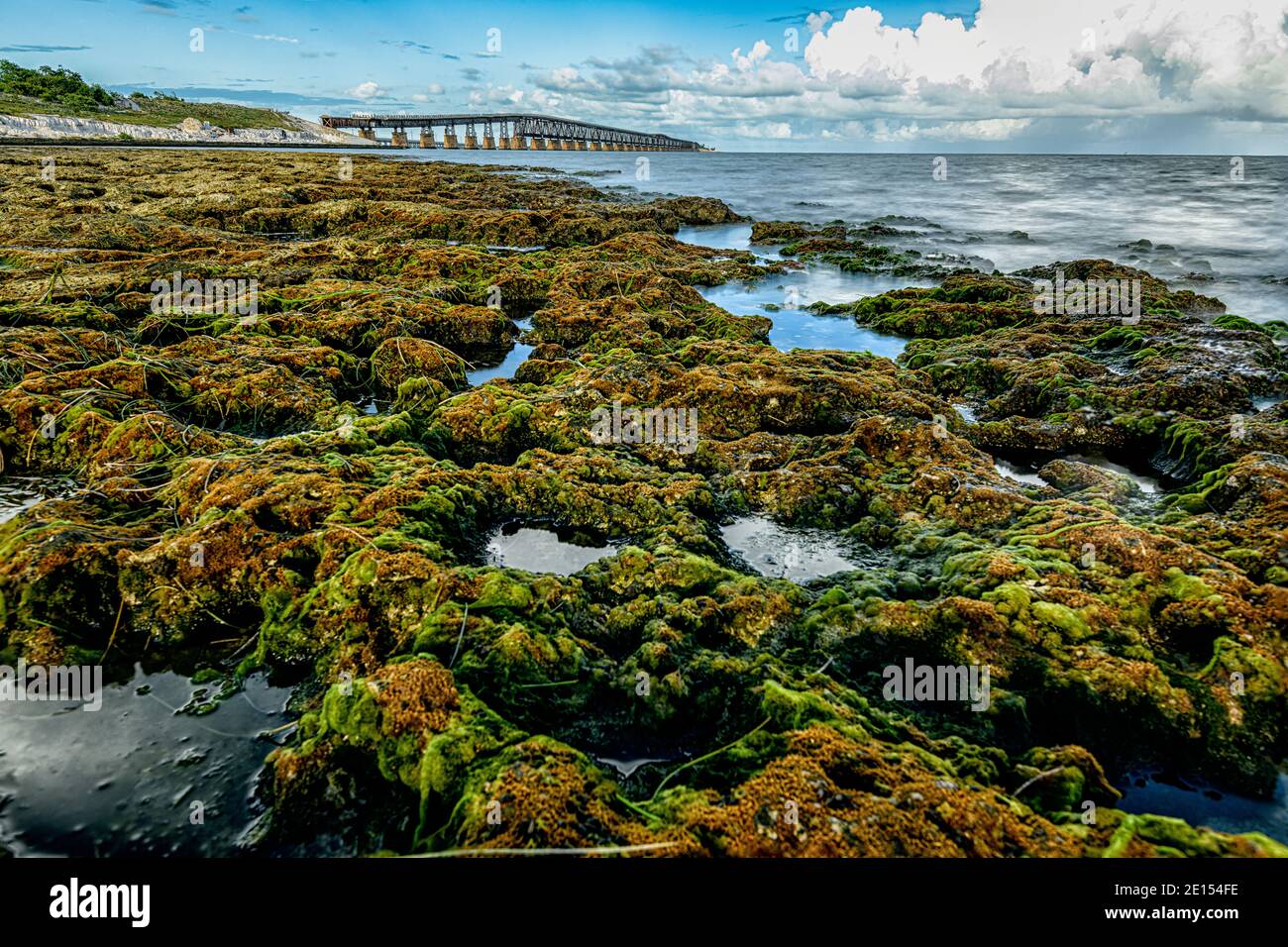 Les algues et les algues vertes ont couvert des rochers dans le bas de la Floride Touches Banque D'Images
