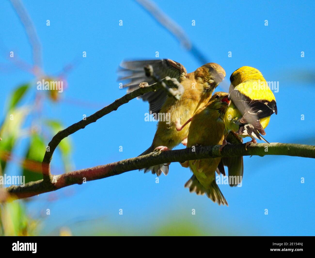 Goldfinch Bird Feeds Babies: Un père américain Goldfinch oiseau nourrit un bébé finch affamé tandis que l'autre combat pour la nourriture en sautant et en volant Banque D'Images