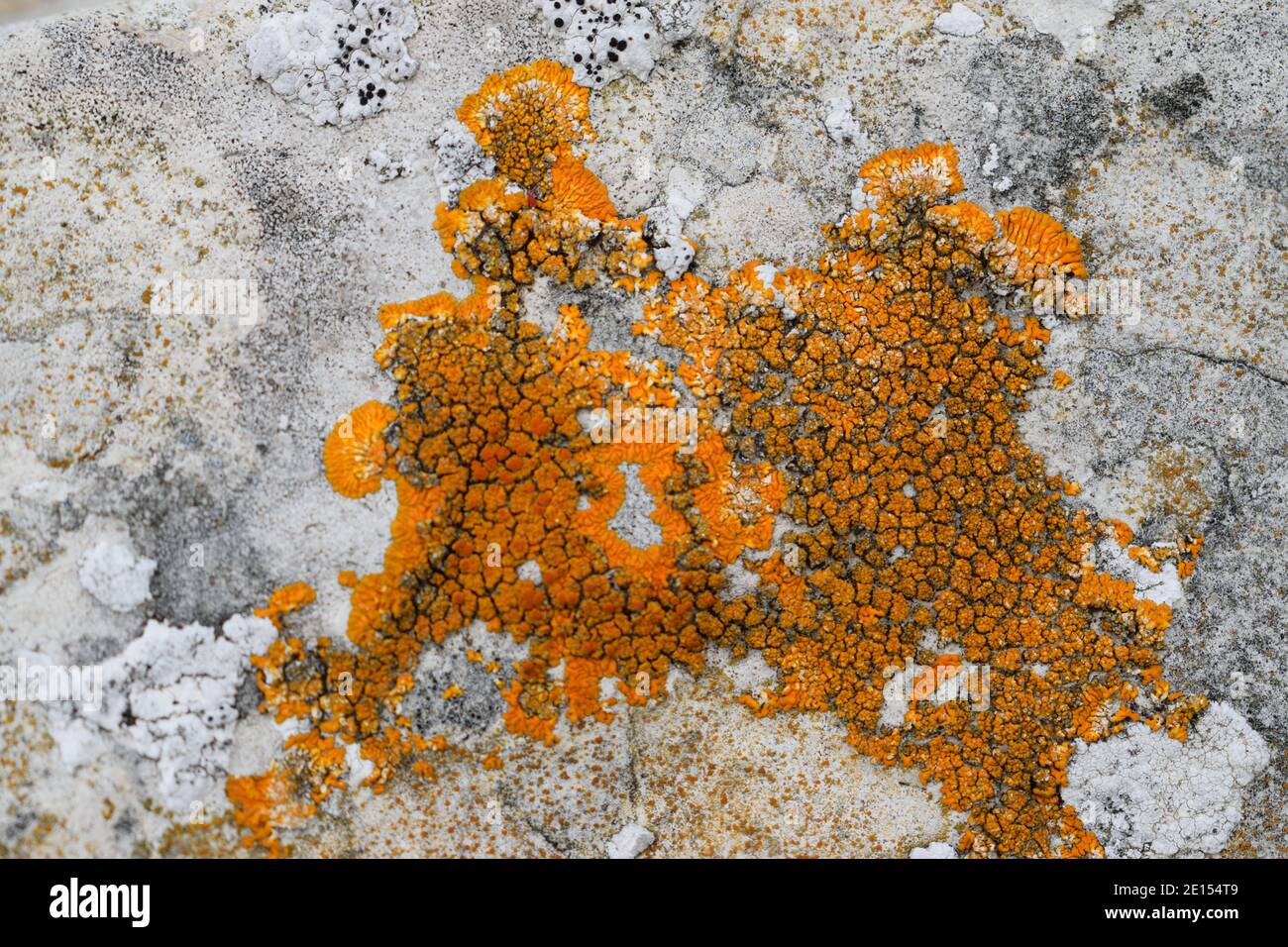 Lichen poussant sur la pierre sur l'île de Portland, Dorset Banque D'Images