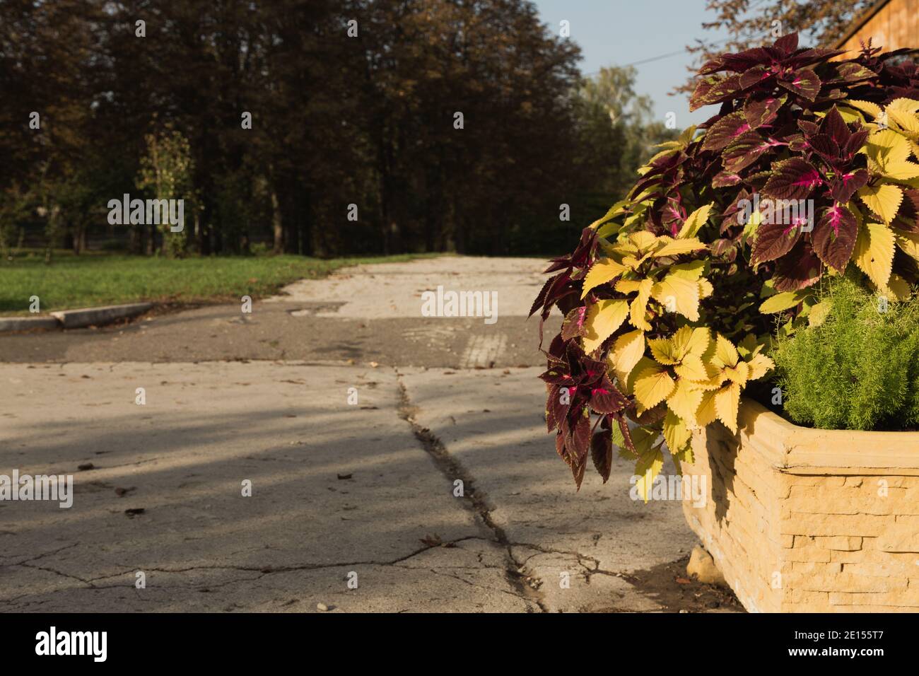 Un Coleus coloré en pleine floraison dans un parc abandonné. Coleus est un genre d'herbes ou d'arbustes annuels ou vivaces, parfois succulents, parfois en chair Banque D'Images