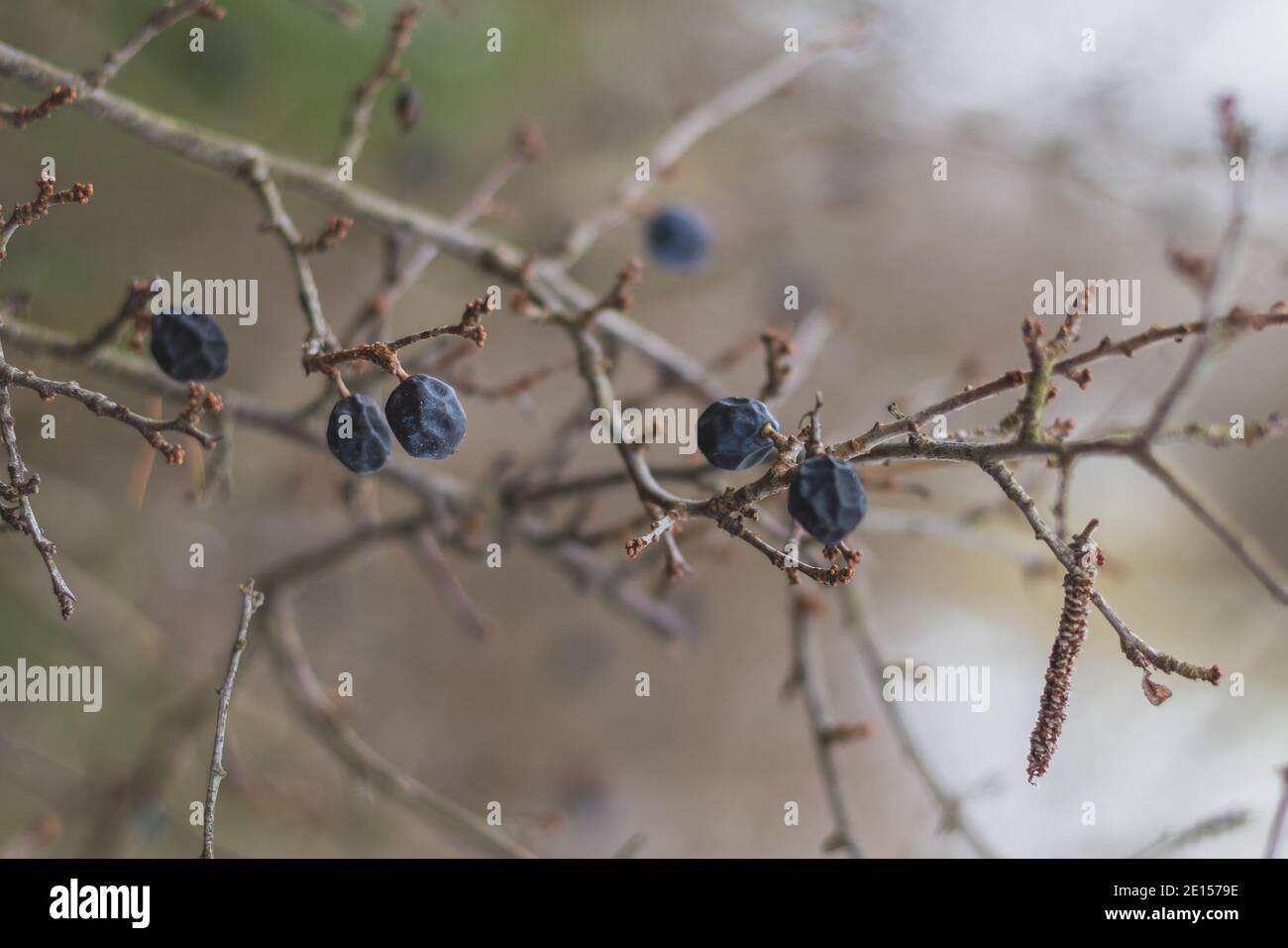 fruits congelés de l'épine-noire sur une brousse en hiver, vue rapprochée Banque D'Images