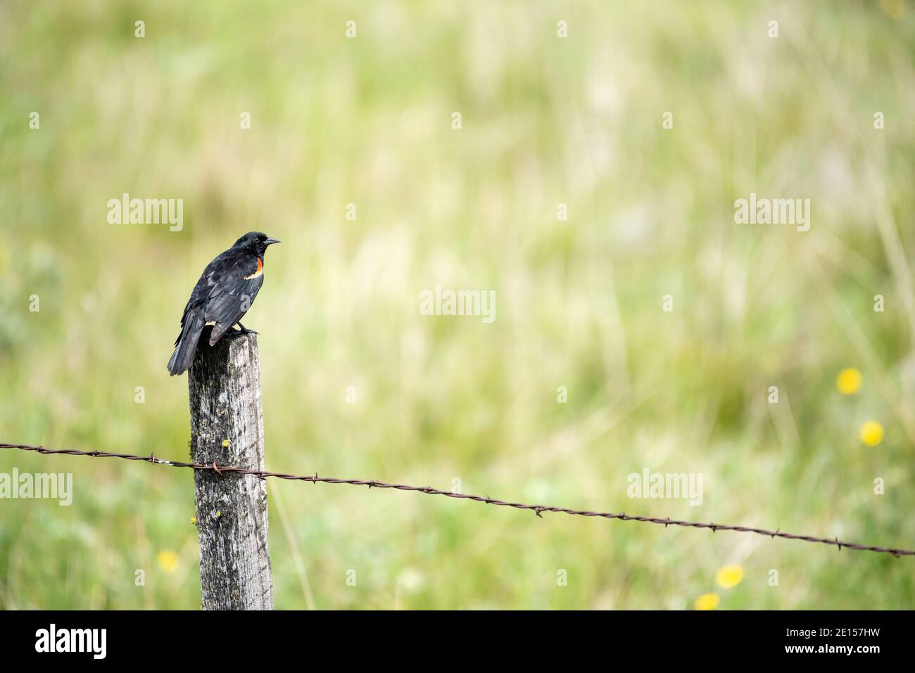 blackbird ailé de rouge sur un poste de clôture, Zumwalt Prairie, Oregon. Banque D'Images