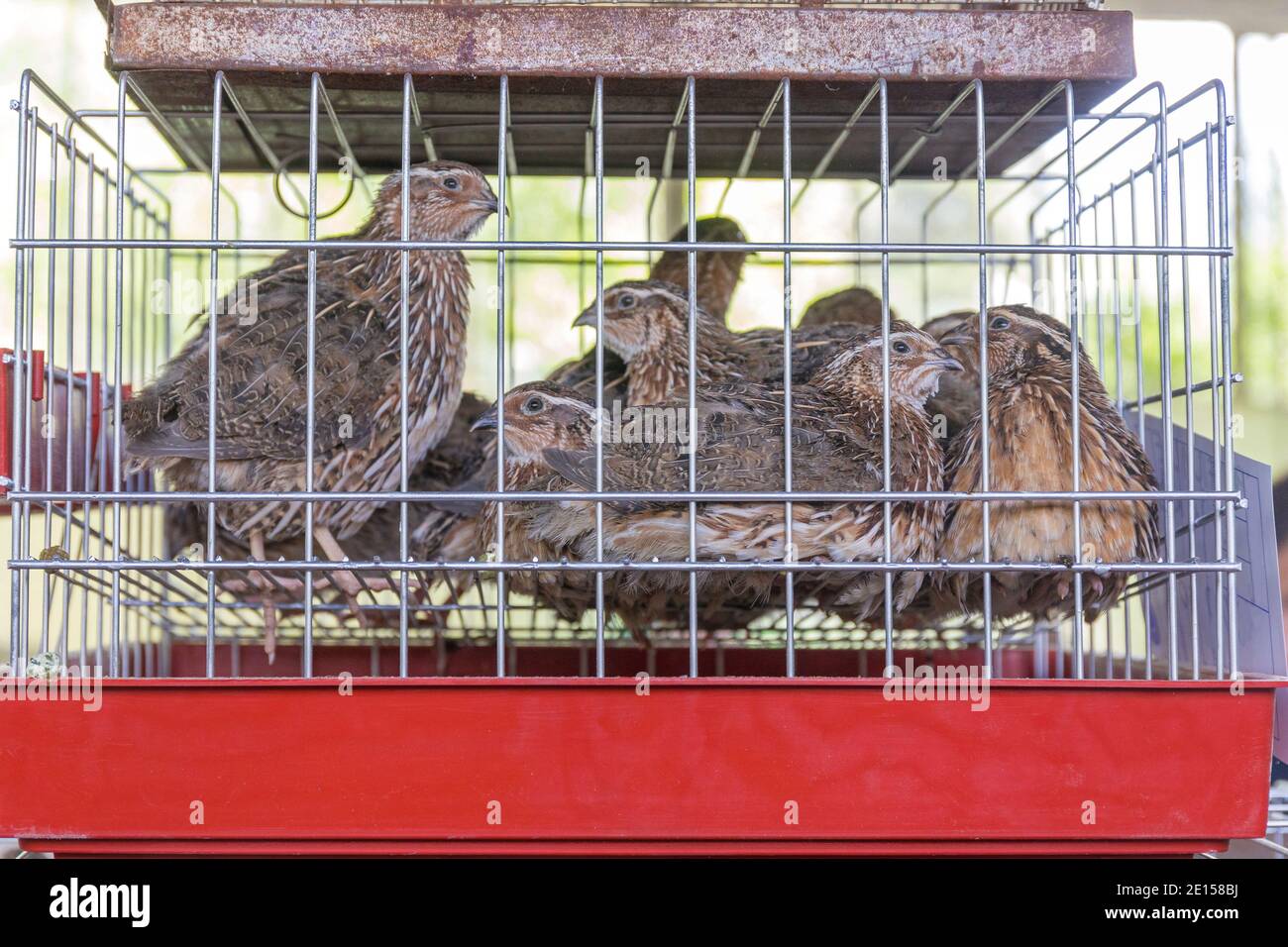 Beaucoup de petits oiseaux de jeu de caille dans la cage Banque D'Images