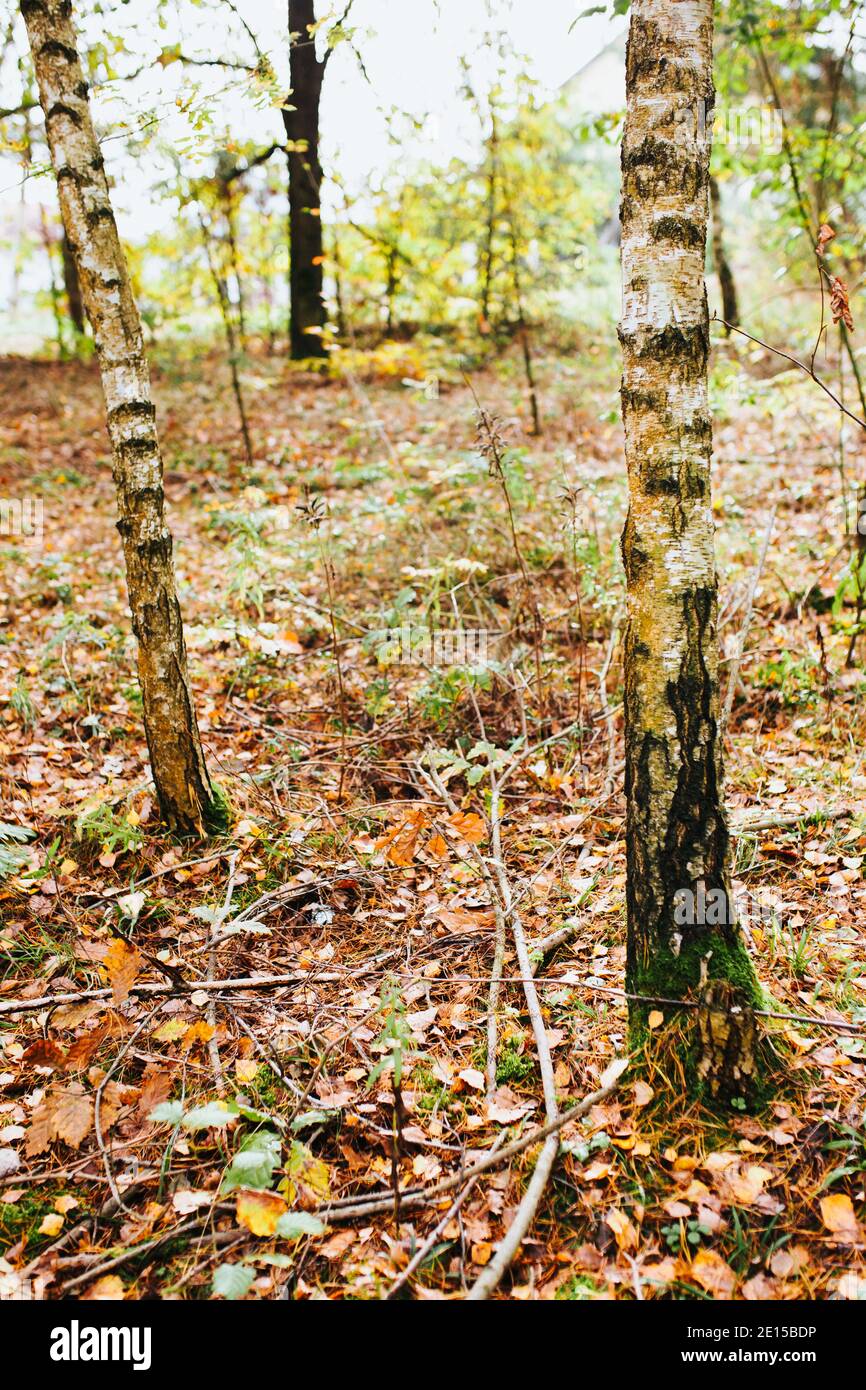 Forêt à feuilles caduques avec arbres à croissance clairsemée - jeunes chênes et birches Banque D'Images