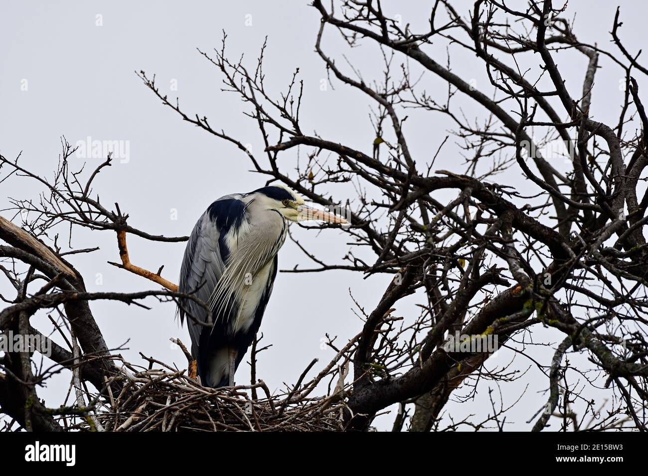 Vienne, Autriche. Héron gris (Ardea cinerea) dans le parc aquatique Floridsdorfer Banque D'Images