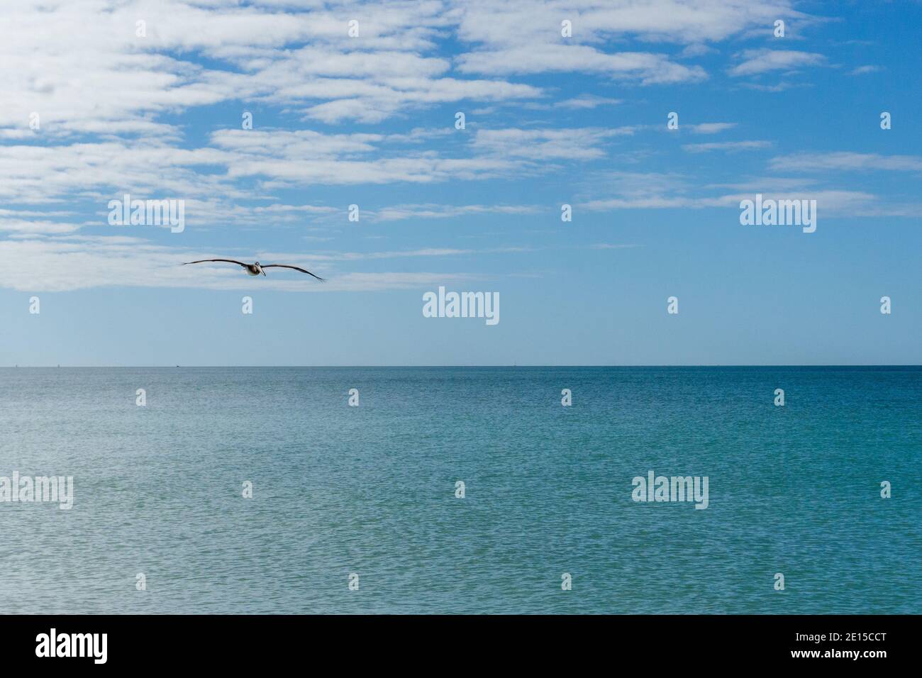 Pelican vole le long de la plage de l'océan en Floride Banque D'Images