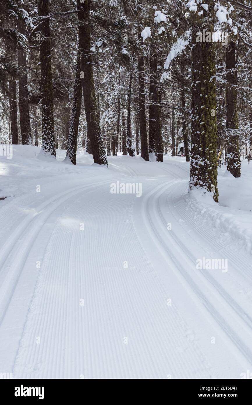 Piste de ski de fond soignée à travers la forêt d'arbres Banque D'Images