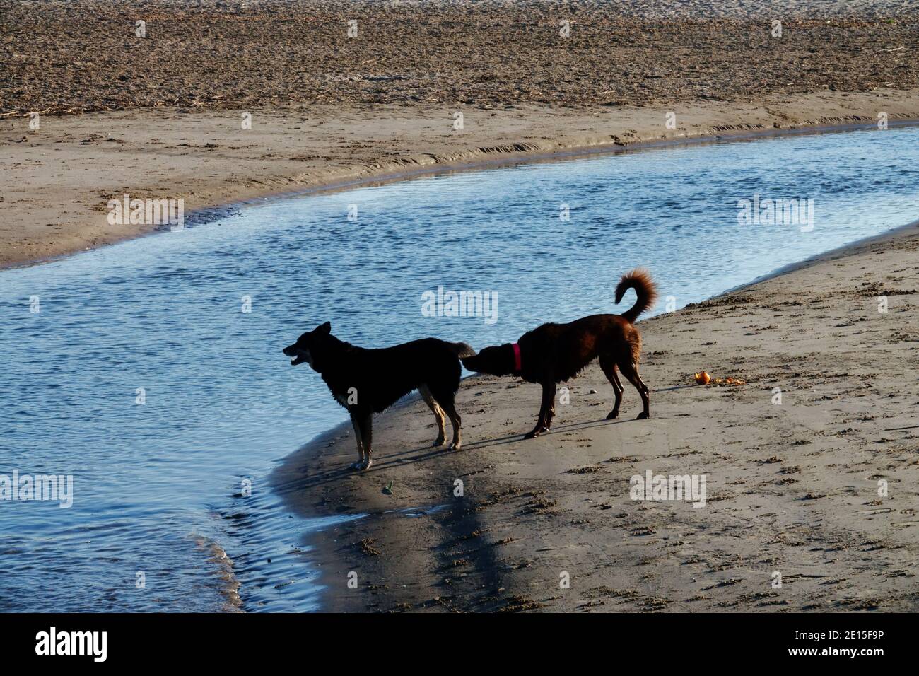 Chien renifleur chien Banque D'Images