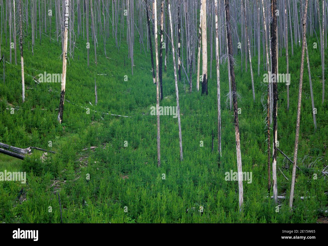 Régénération de la forêt dans la zone de Tower Fire, Blue Mountain National Scenic Byway, Umatilla National Forest, Oregon Banque D'Images