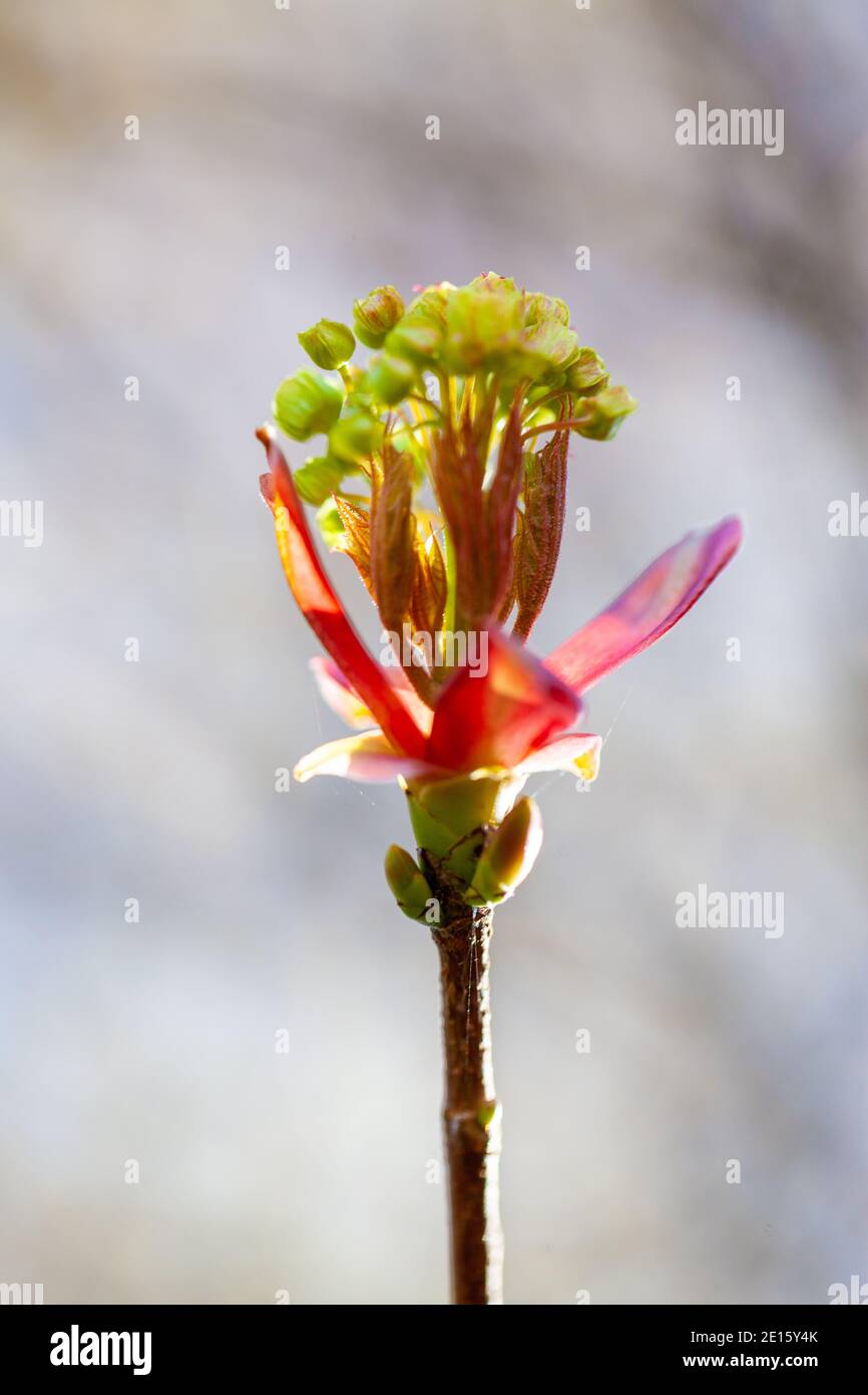 Arrière-plan en fleurs printanières. Magnifique arbre en fleurs et lumière du soleil. Jour ensoleillé. Beau verger. Printemps. Fleurs des vergers. Arbre et abeilles en fleurs. Banque D'Images