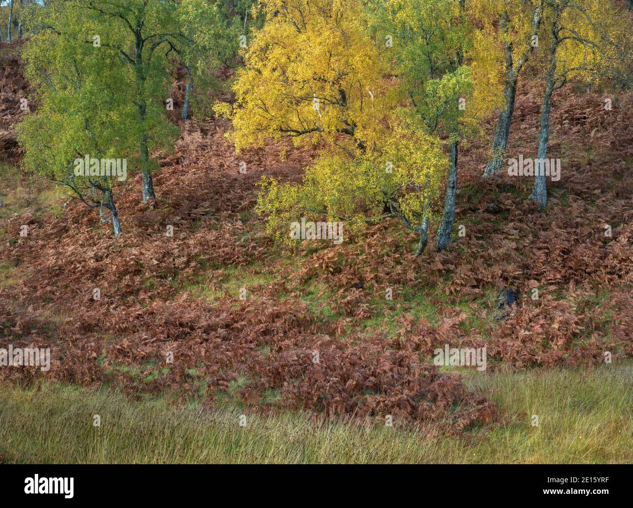 WESTERN Highlands, Écosse : couleurs d'automne dans les forêts de hêtres ouvertes et fougères saumâtres de Glen Strathfarrar Banque D'Images