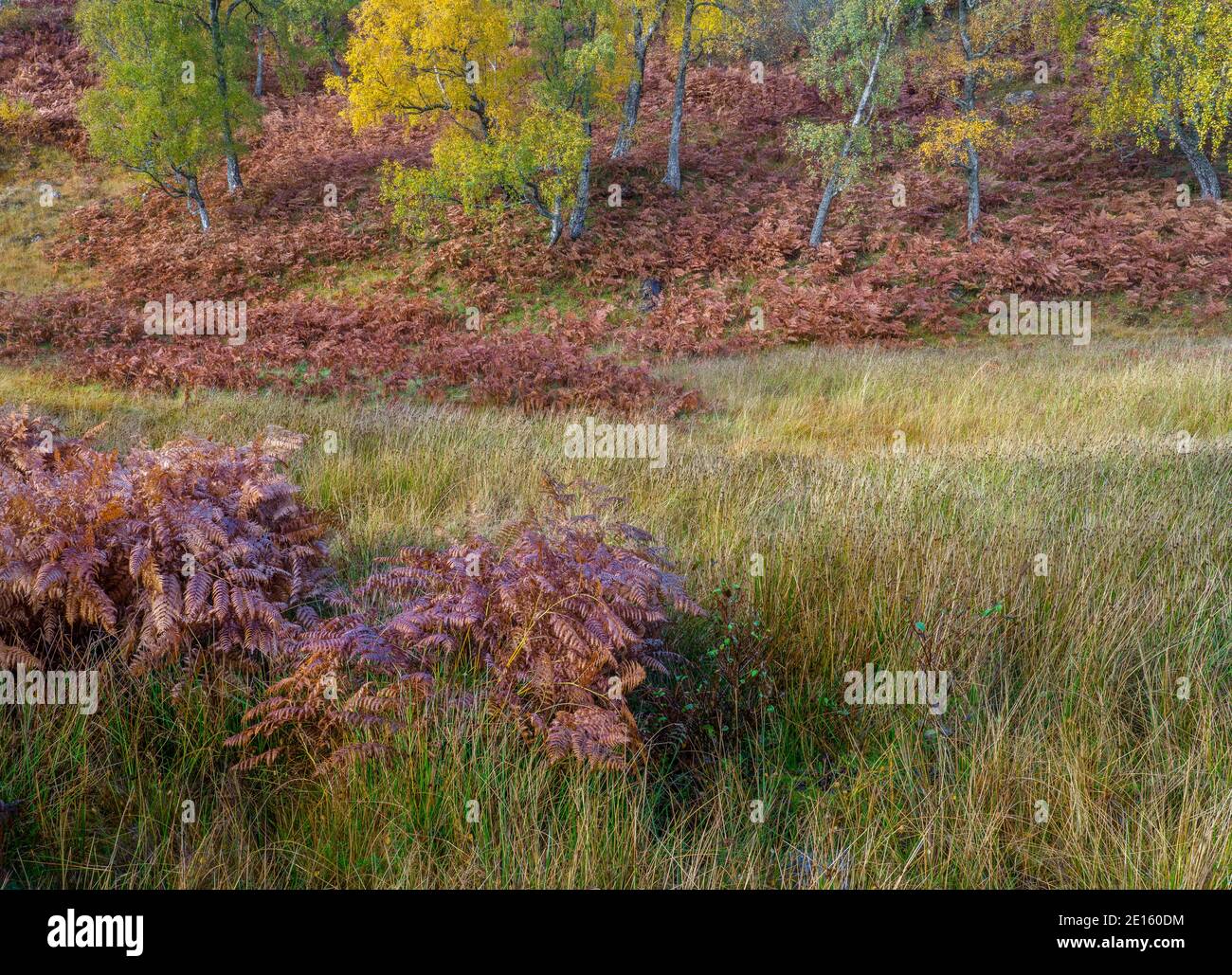 WESTERN Highlands, Écosse : couleurs d'automne dans les forêts de hêtres ouvertes et fougères saumâtres de Glen Strathfarrar Banque D'Images