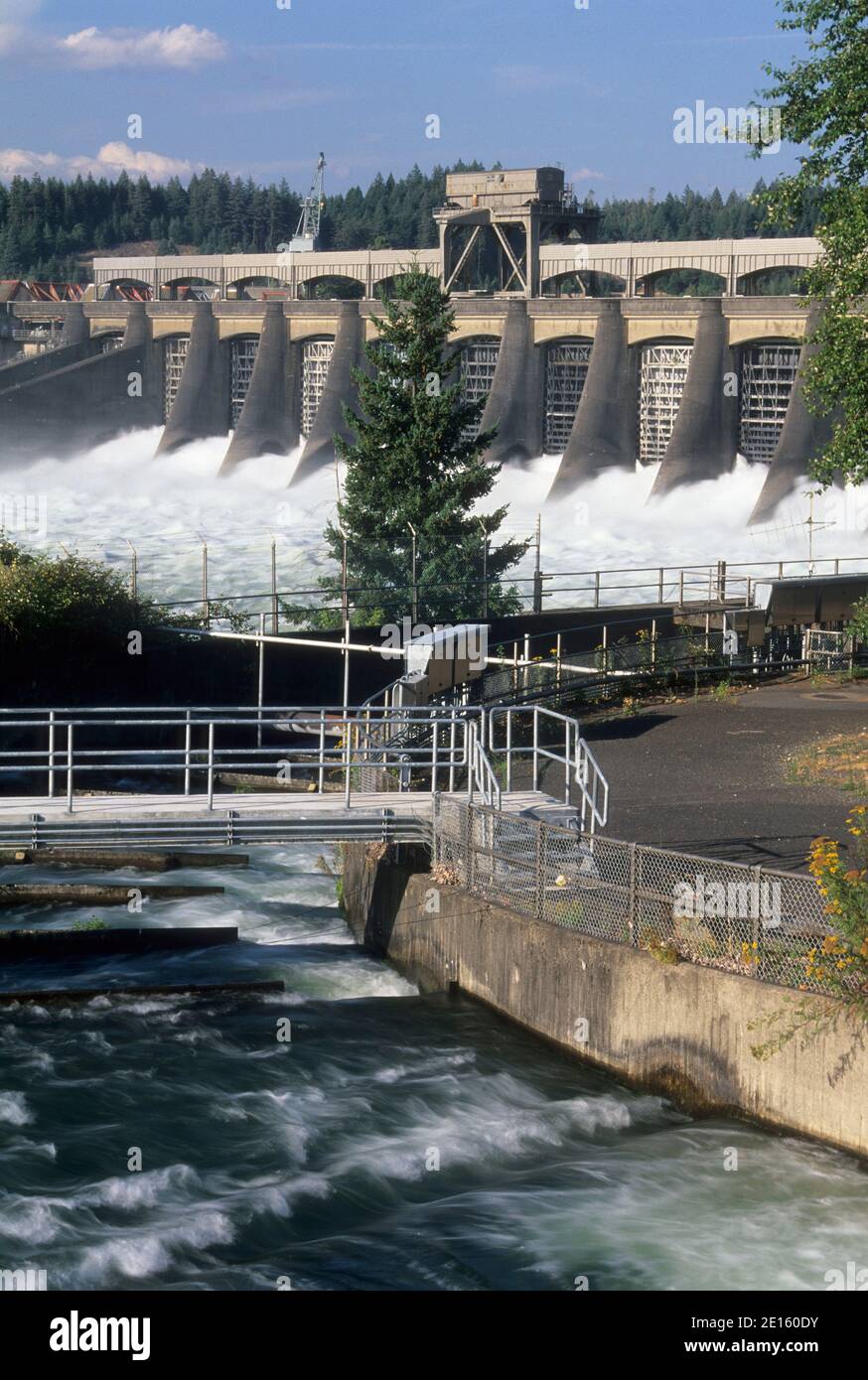 Barrage de Bonneville et de l'échelle à poissons, Columbia River Gorge National Scenic Area, New York Banque D'Images