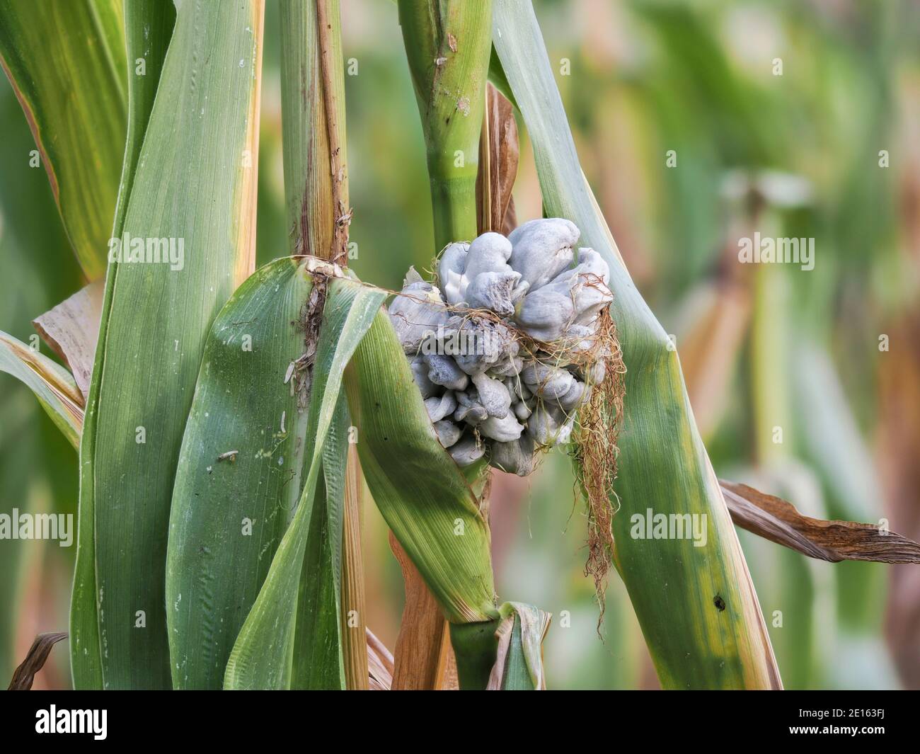 Le maydis d'Ustilago est un champignon comestible, une macro-photo empilée Banque D'Images