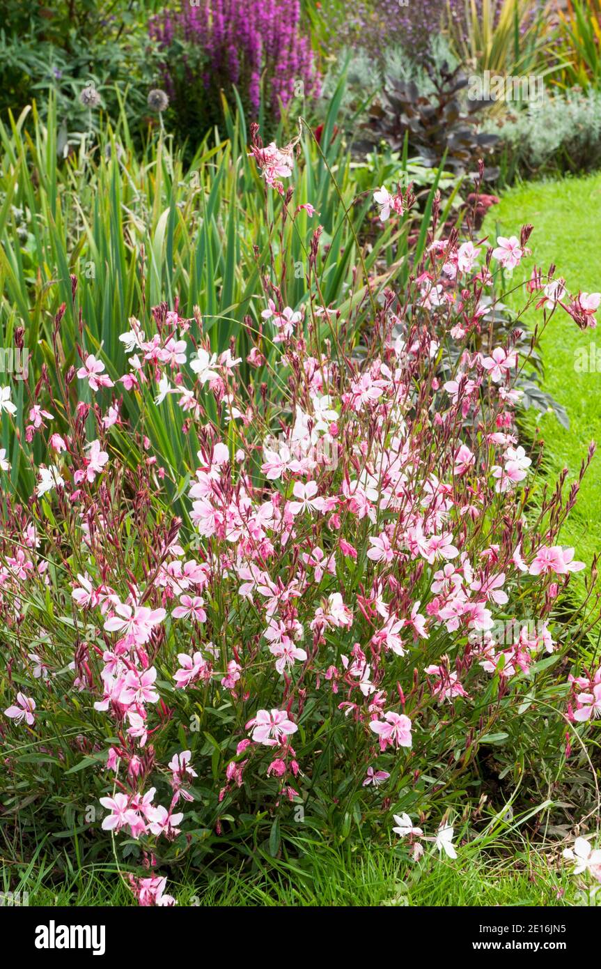 Gaura lindheimeri Siskiyou Pink VIVACE broussailleuse aux fleurs roses En été et est entièrement robuste idéal pour un herbacé bordure Banque D'Images