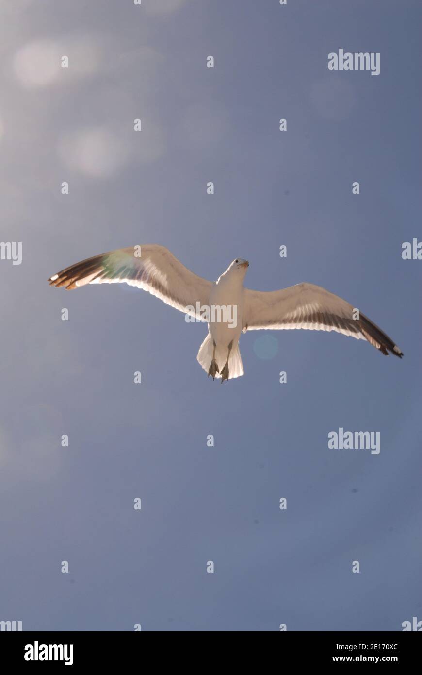 un seagul volant au-dessus de la mer Banque D'Images