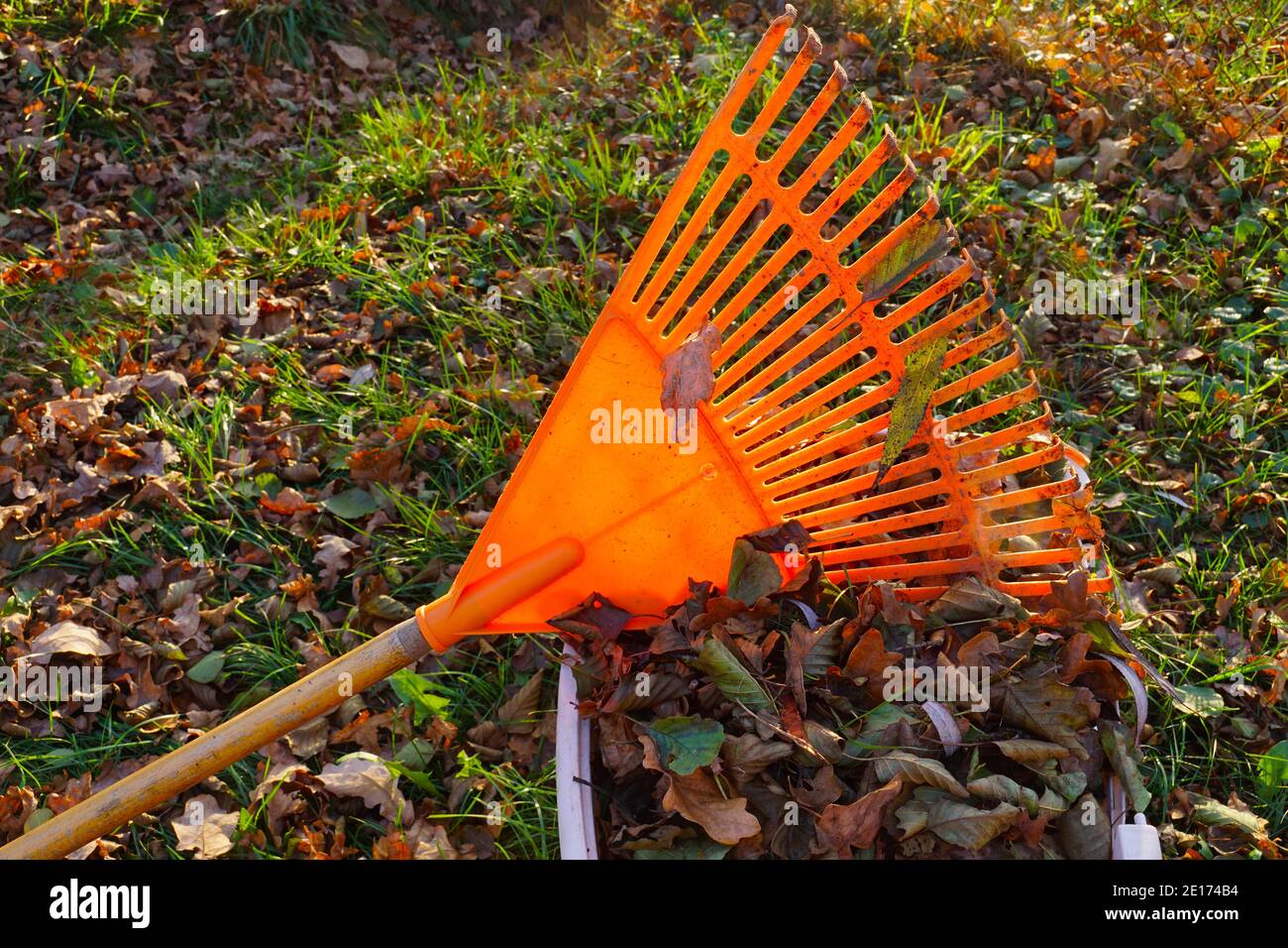 Rakes et feuilles au soleil d'automne. Travaux de jardin en automne. Banque D'Images