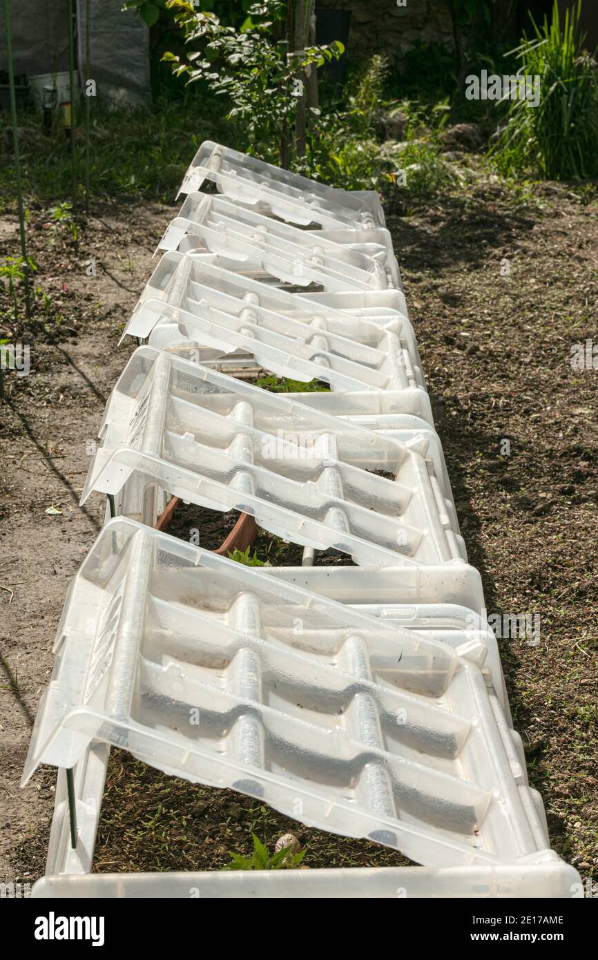 petites serres en plastique dur dans un jardin Photo Stock - Alamy