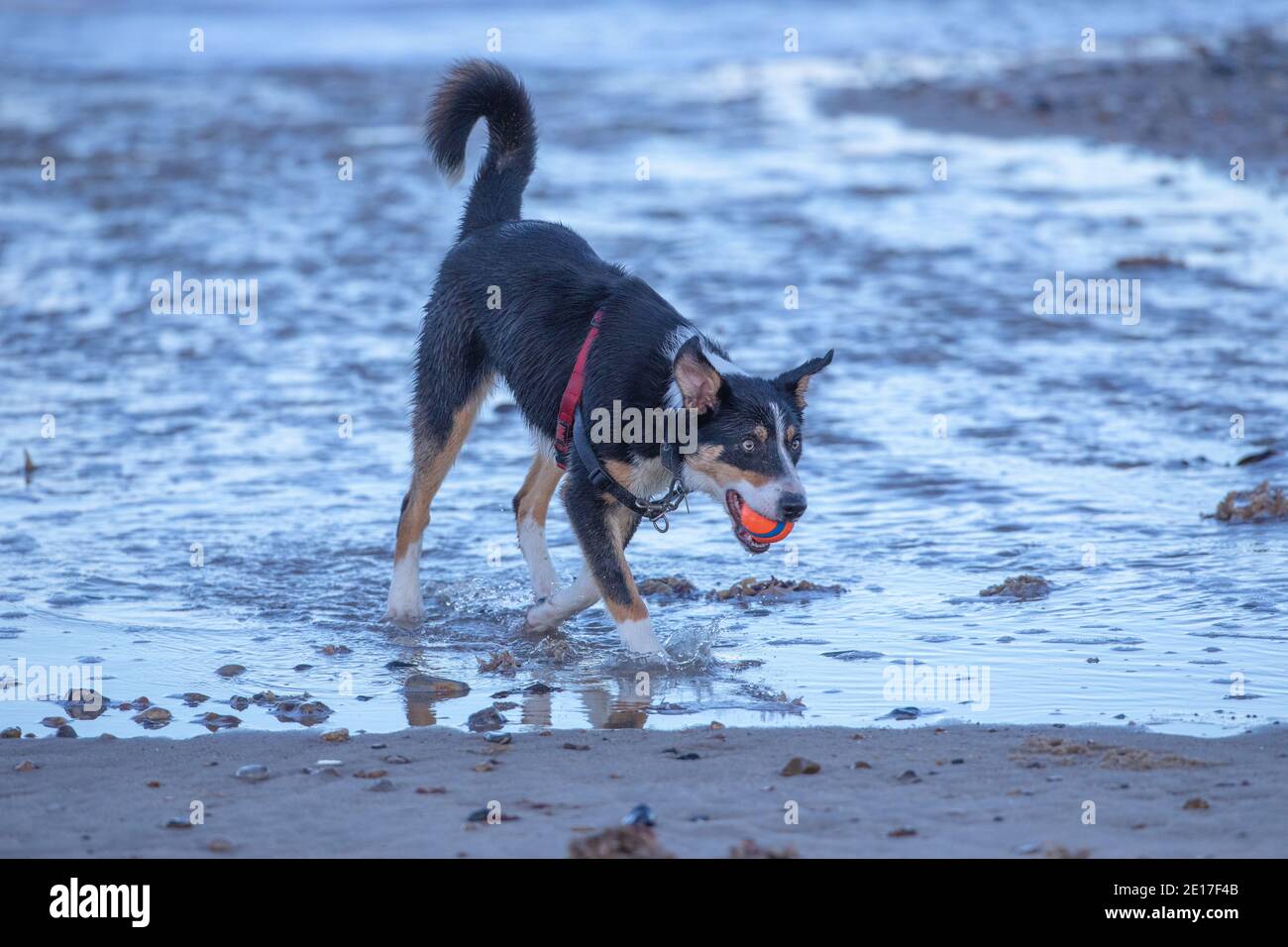 Chien Collie à bordure tricolore (Canis familiaris). Animal domestique, animal de compagnie, compagnon, race de berger. Chargement, transport de la balle dans la bouche. Côté mer. Banque D'Images