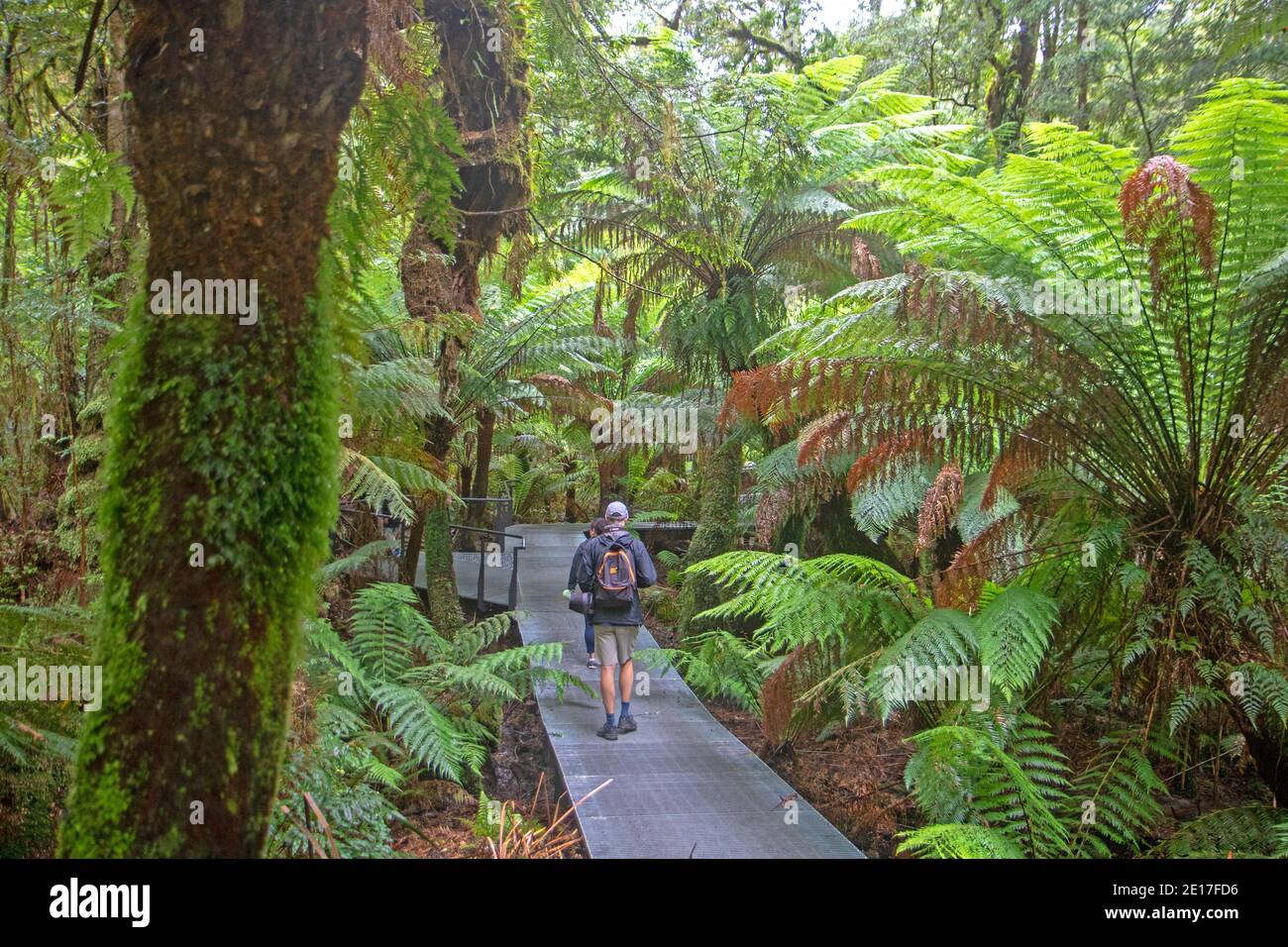 Maits Rest Rainforest Walk Banque D'Images